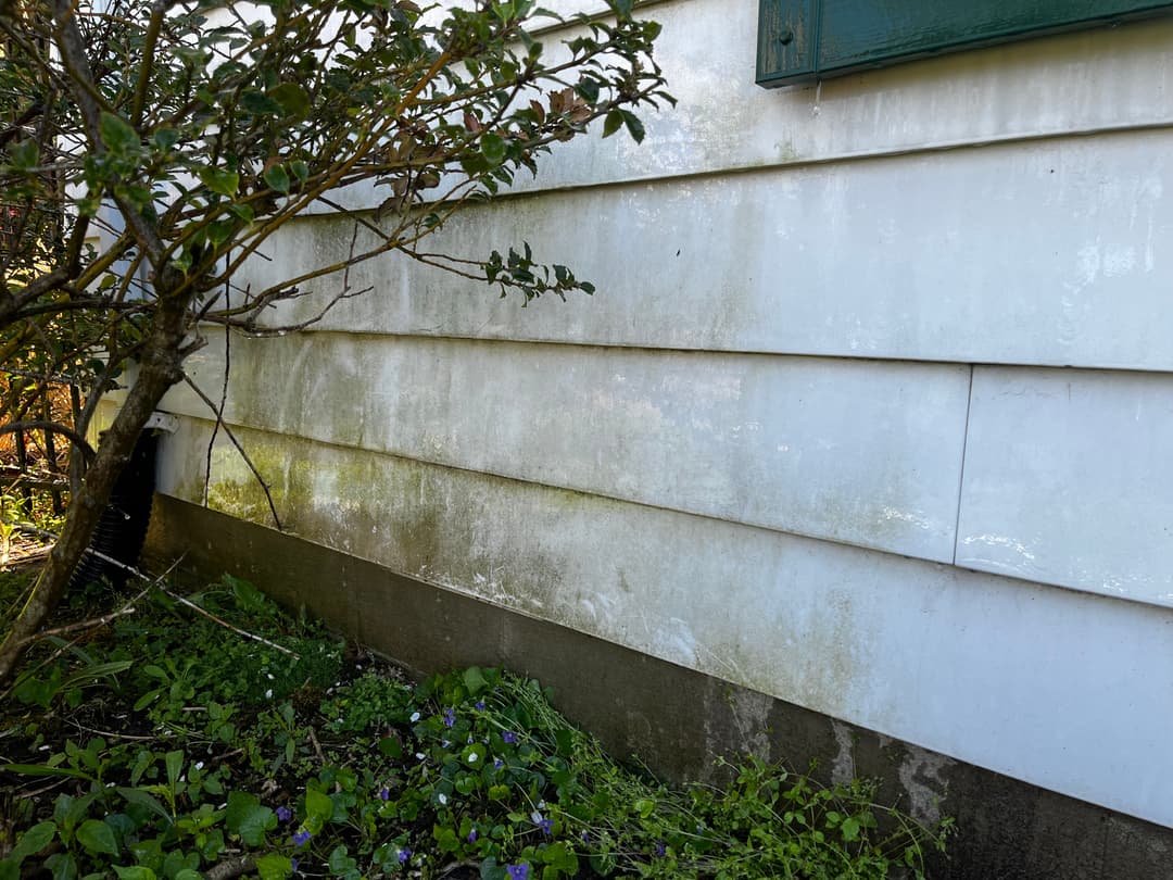 Mossy exterior wall of a house with overgrown vegetation and a small window visible.
