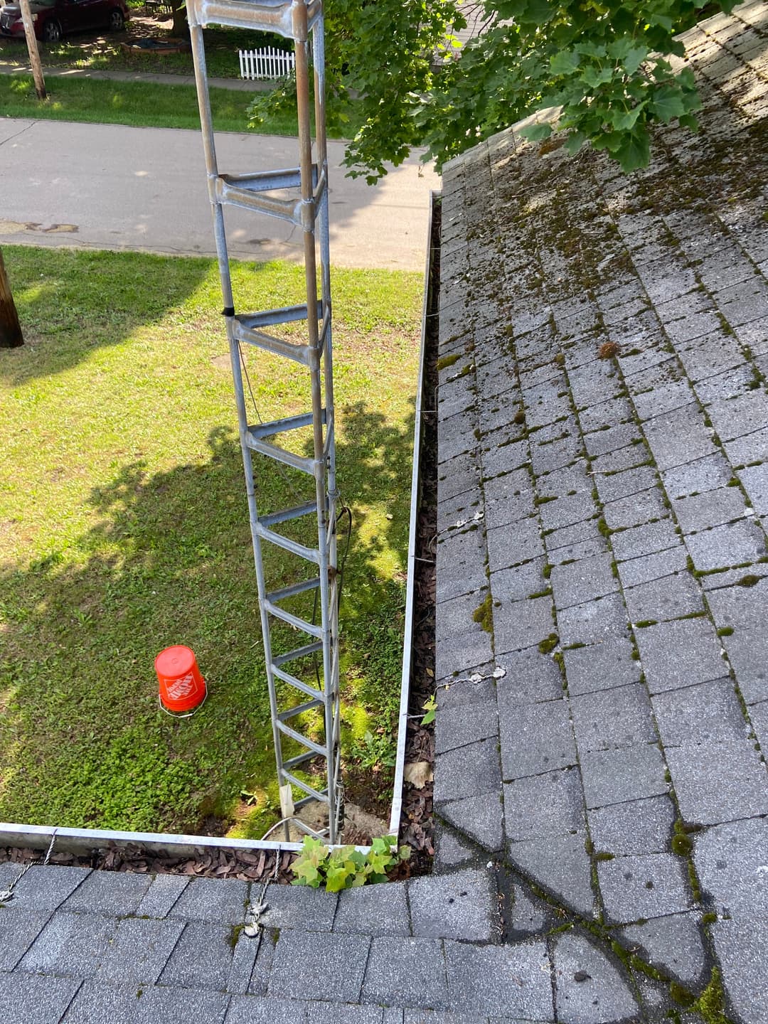 Ladder against a roof showing mossy shingles and a small green plant growing in the gutter.