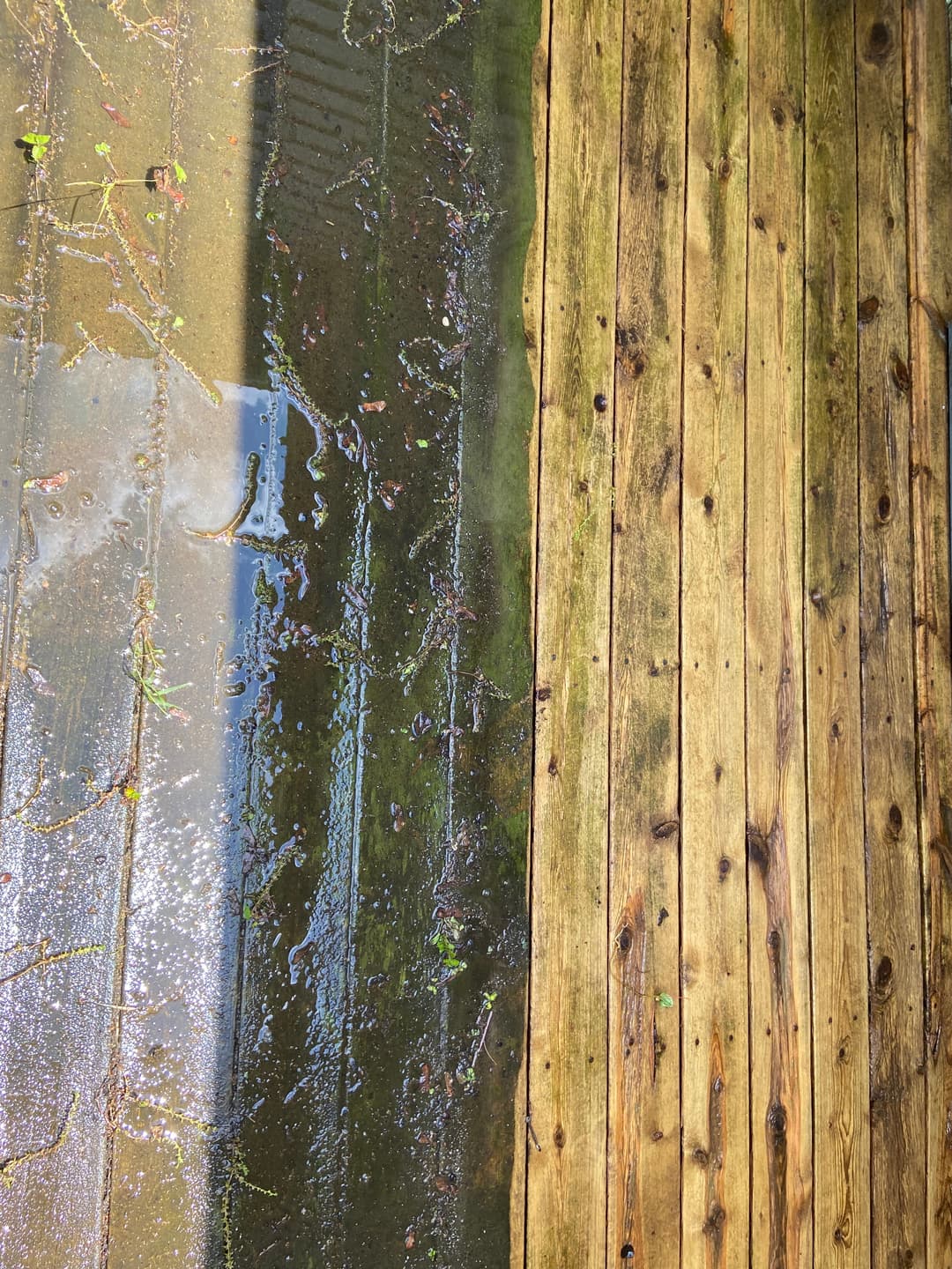 Wooden deck with wet surface reflecting sunlight and patches of green algae.